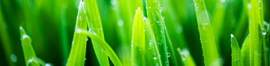 blades of grass with water drops.