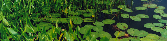 View of wetland pond with lilypads