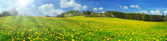 field with yellow dandylions