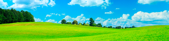 field with trees