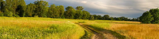 road through a field